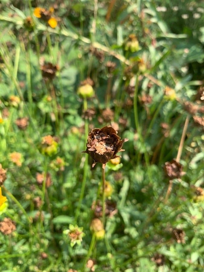 Coreopsis lanceolata