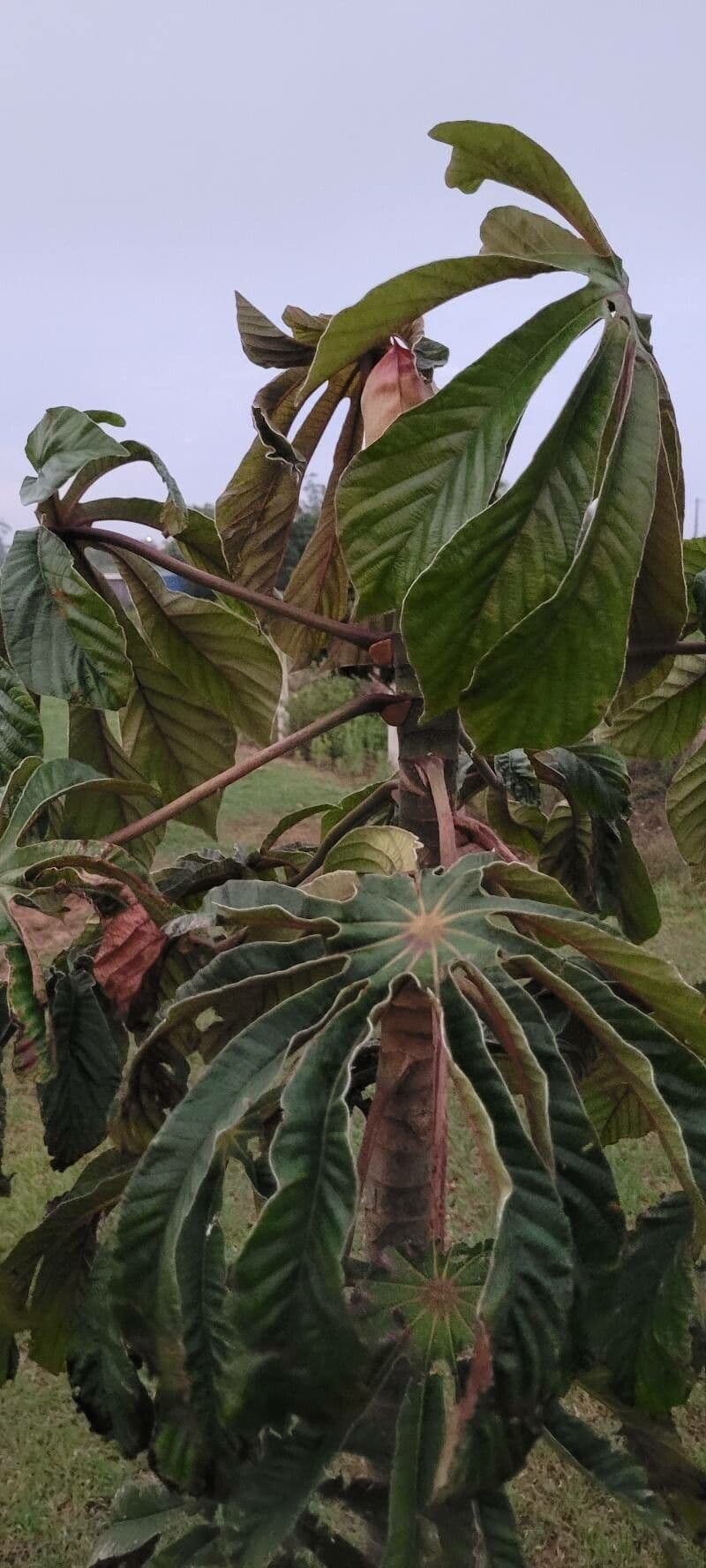 Cecropia 11