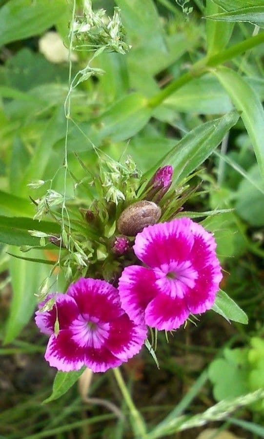 Bartnelke 6