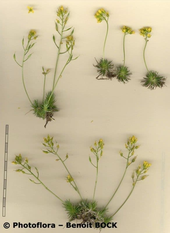 Draba aizoides 27