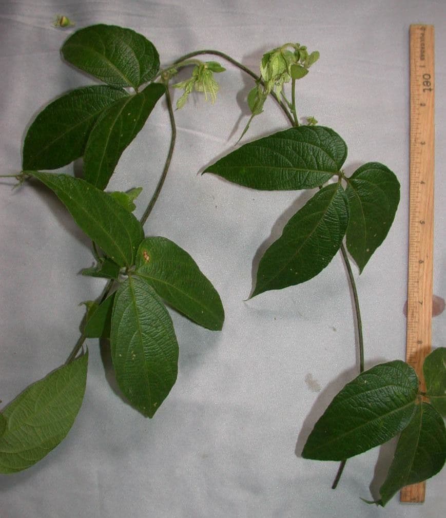 Dalechampia 16