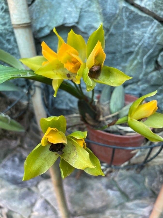 Lycaste 4