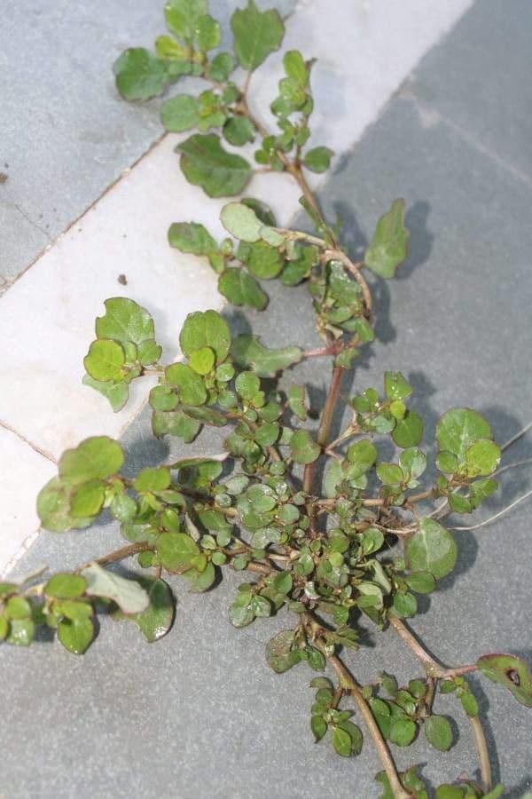 Trianthema portulacastrum 12