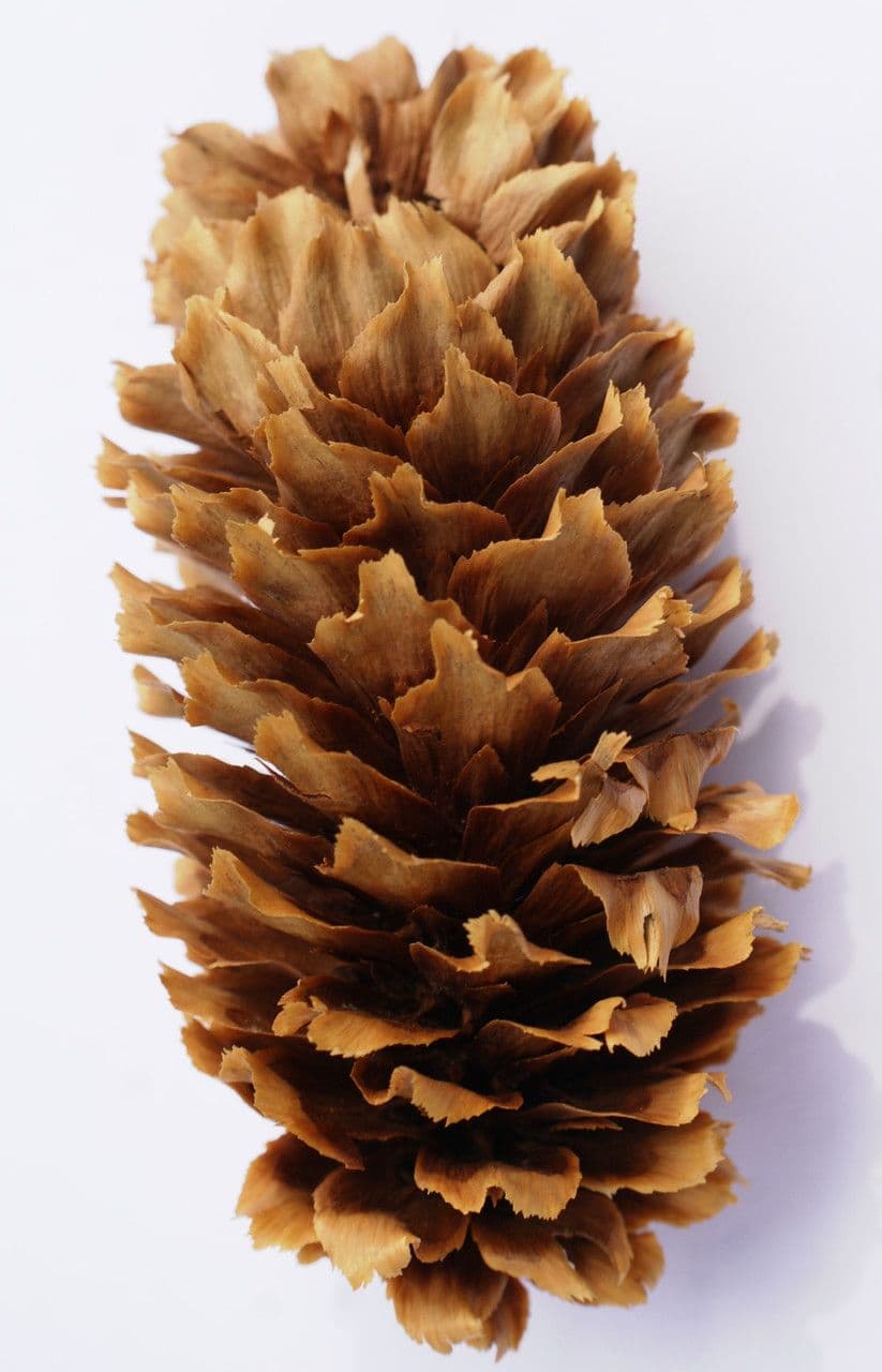 Peccio di Sitka 4