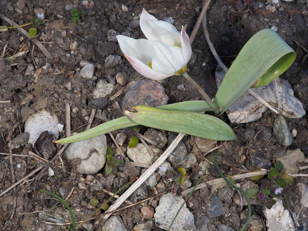 Tulipano bifloro 6