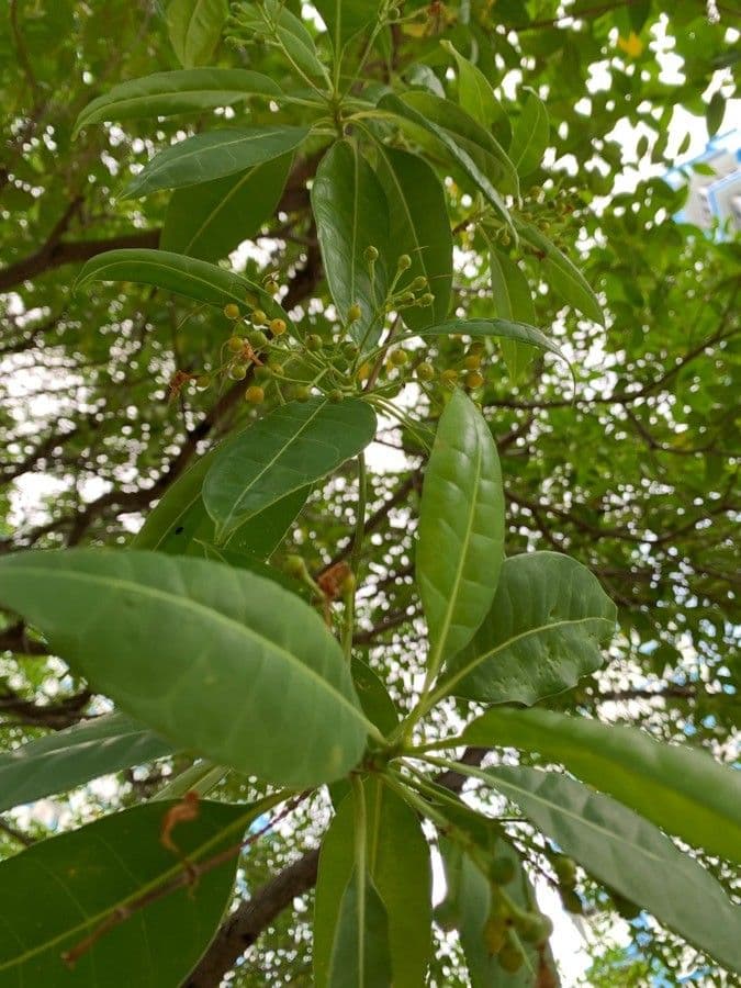Cyrtophyllum