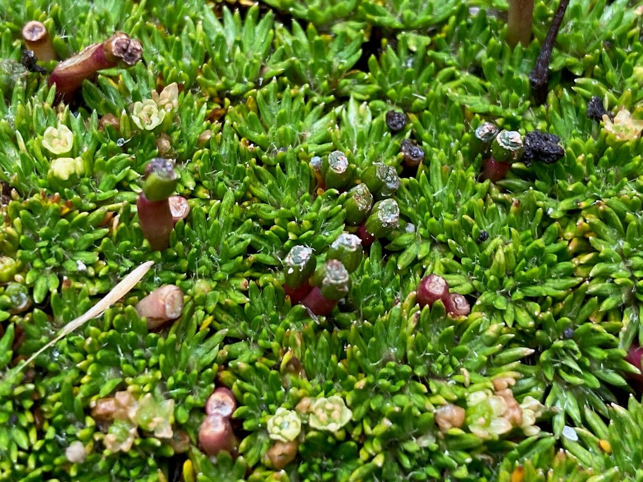 Azorella 2