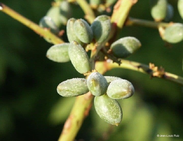Euroschinus