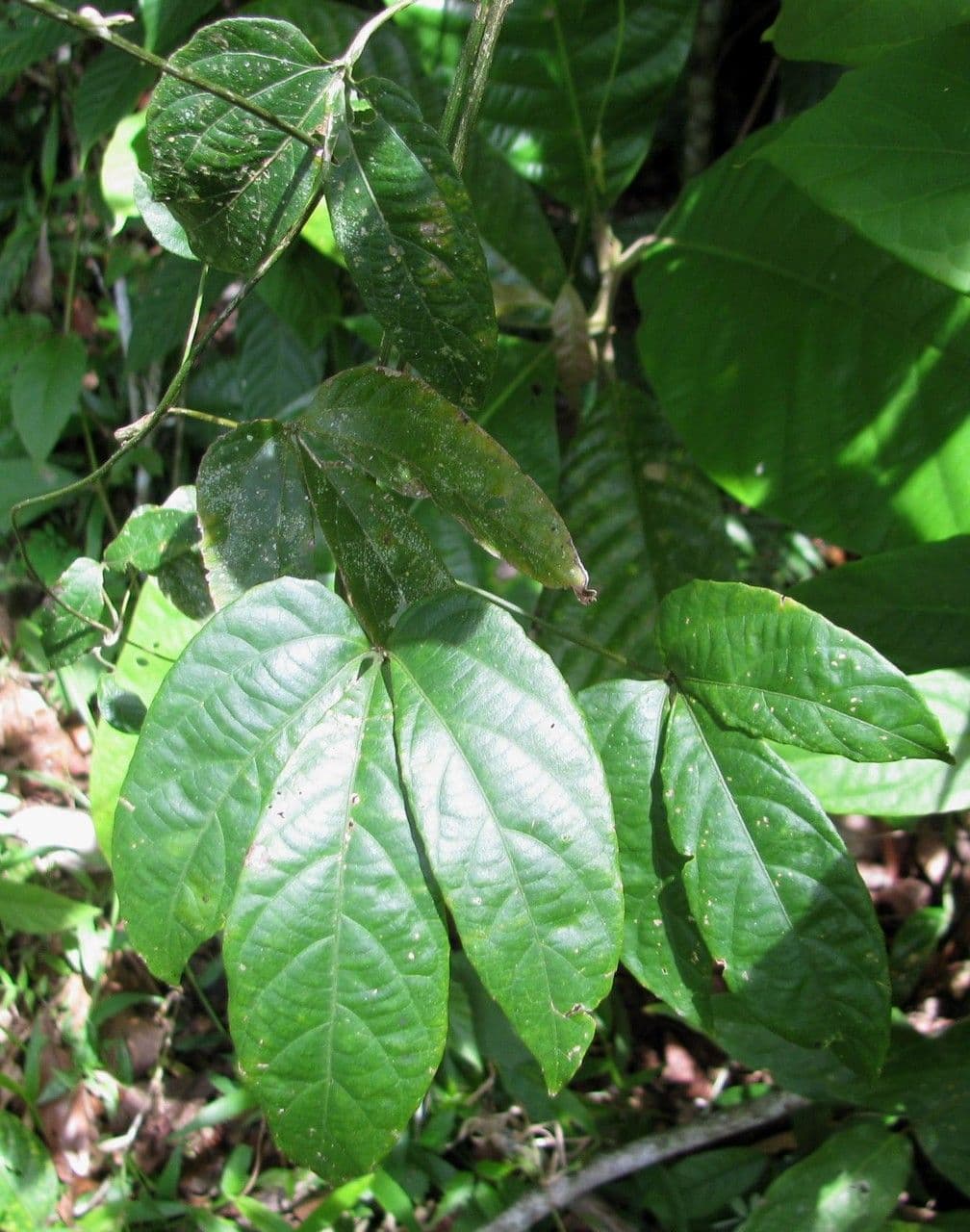 Dalechampia 16