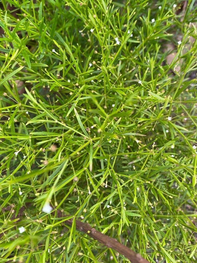 Oldenlandia 17