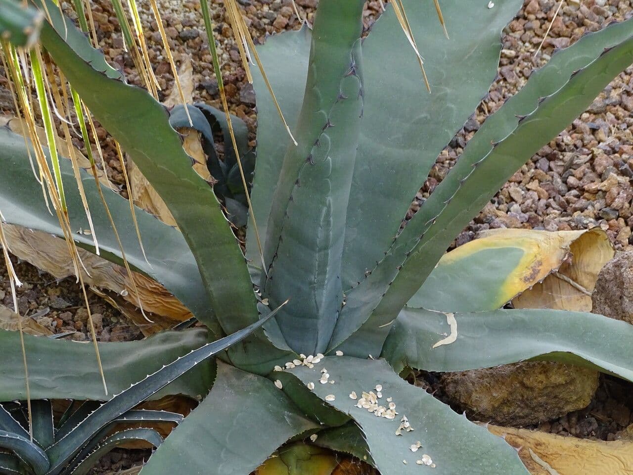 Agave pulquera 4