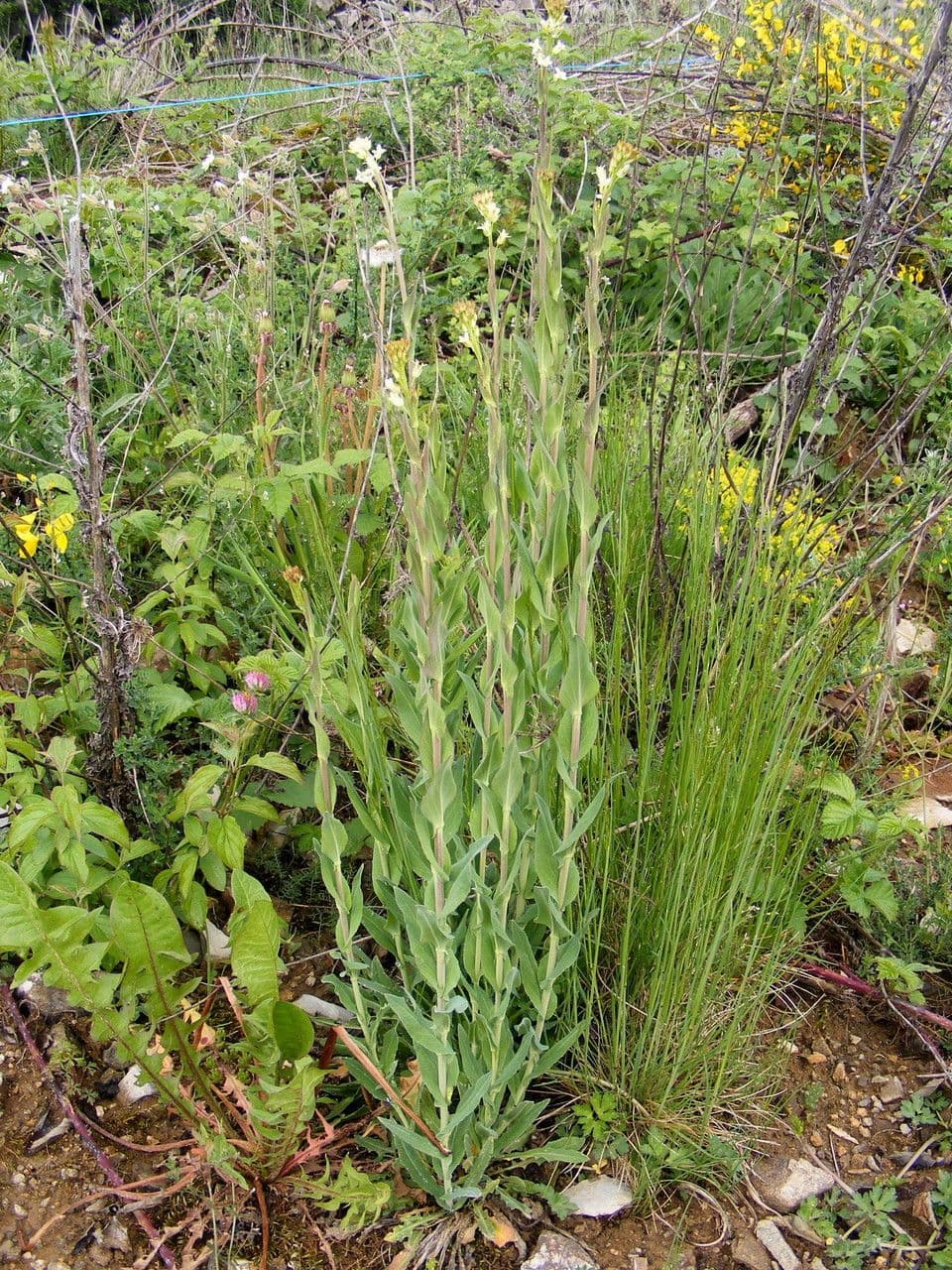Arabetta liscia 15