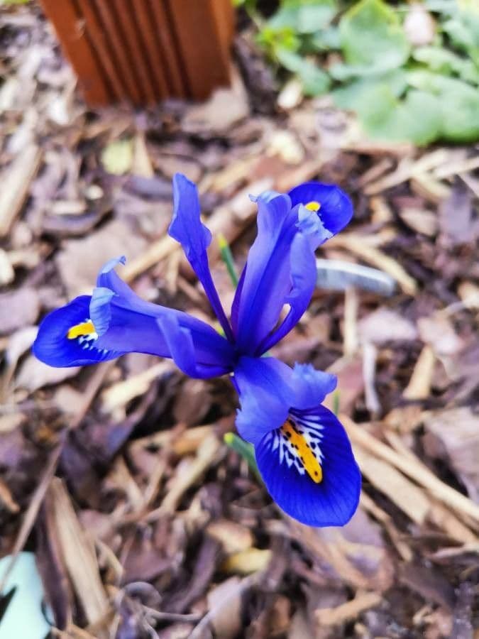 Netz-Iris 3