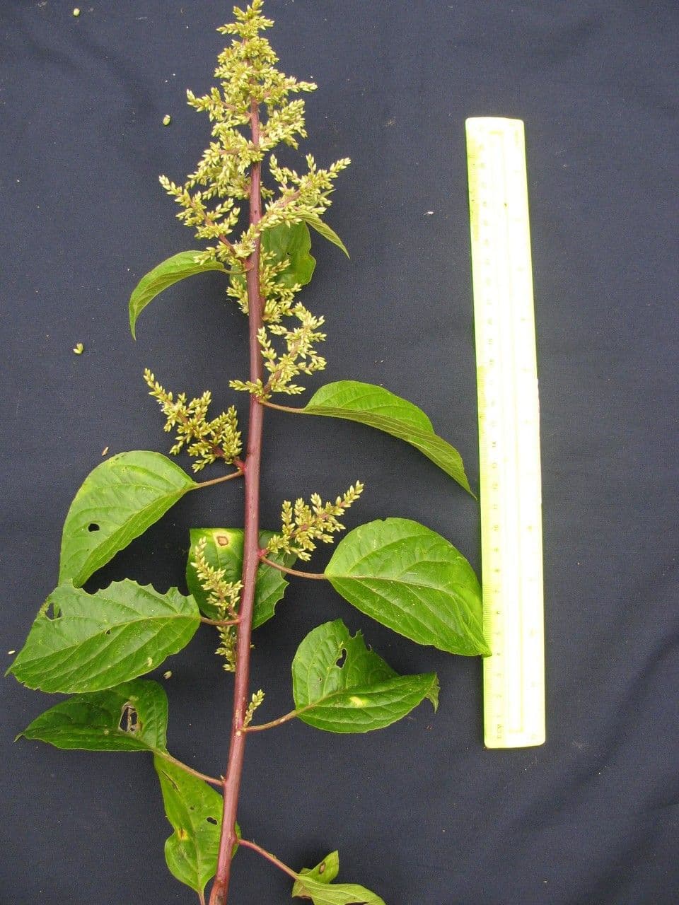 Chamissoa 4