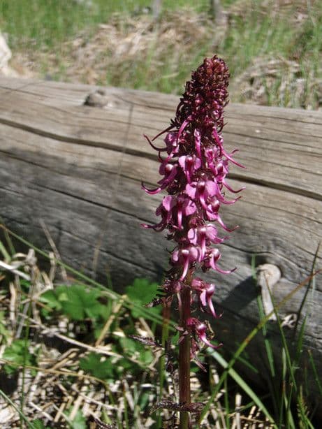 Vrbina Grónská 11
