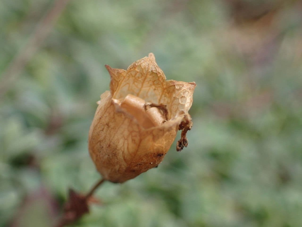 Silene a un fiore 3