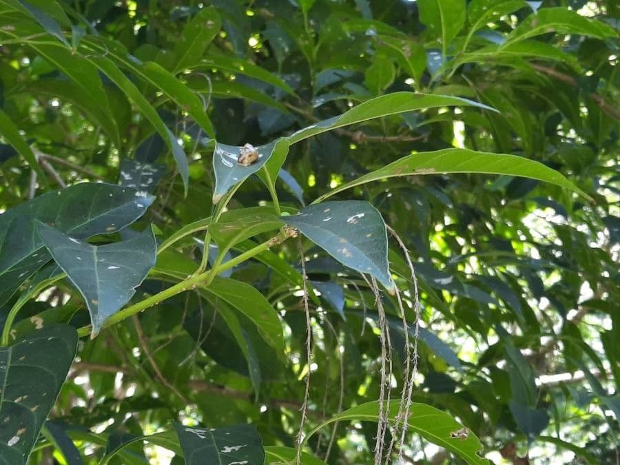 Citharexylum