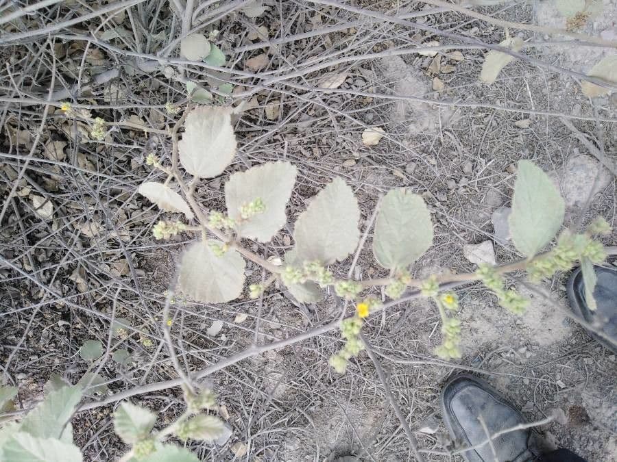Eiförmigblättrige Waltheria 6