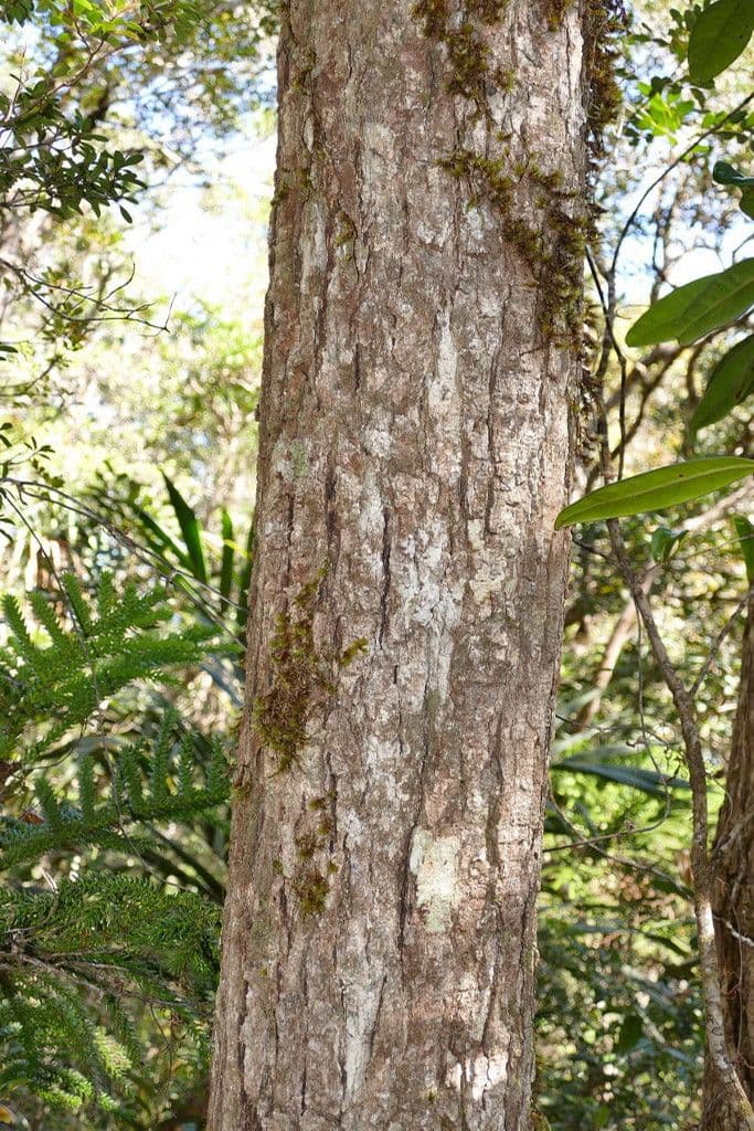 Nothofagus 13