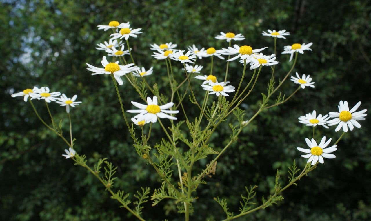 Camomilla fetida 10