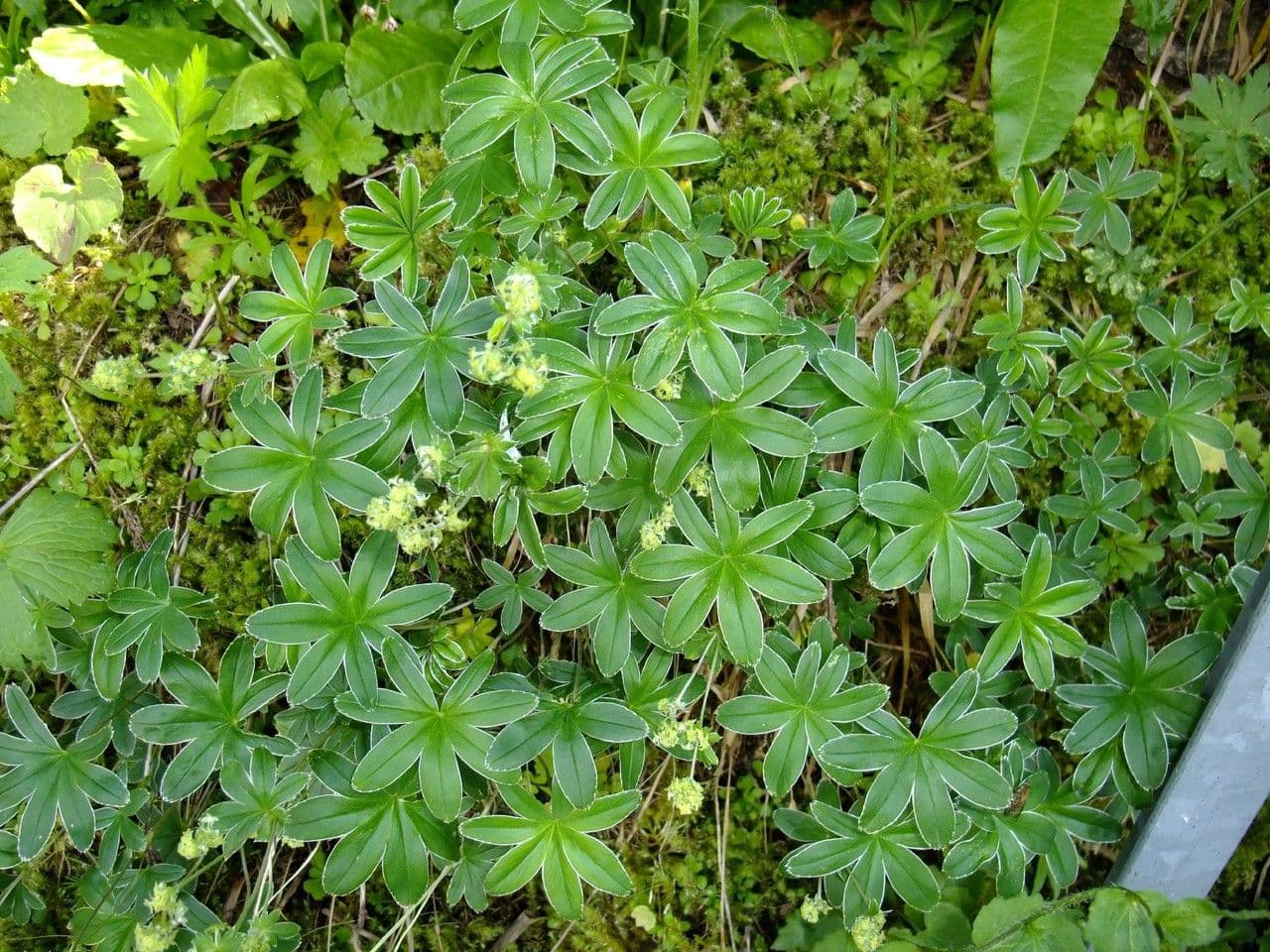 Alchemilla congiunta 7