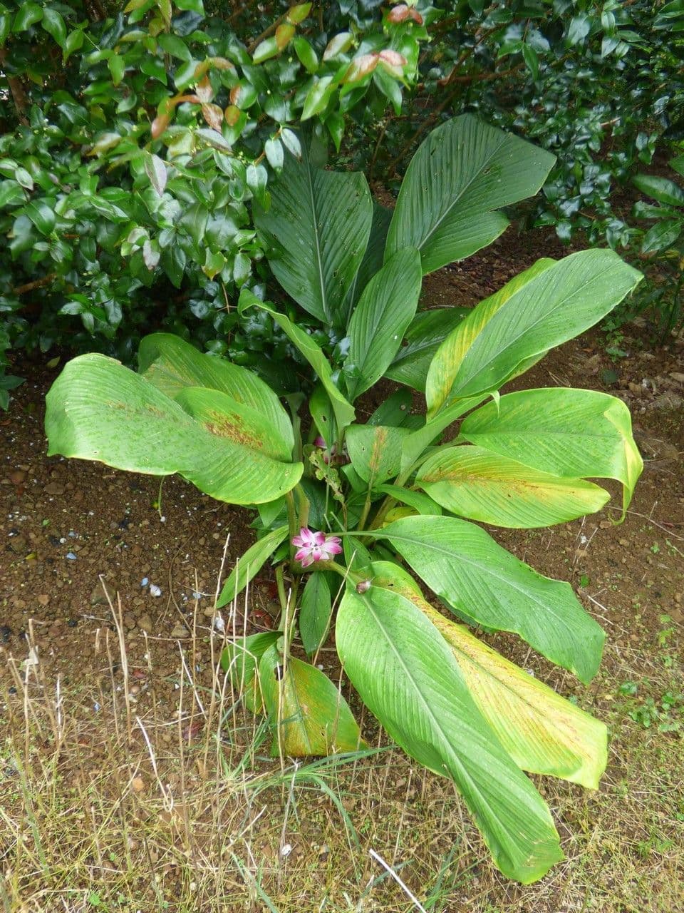 Curcuma 14