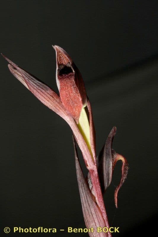 Serapiade vomeracea 24