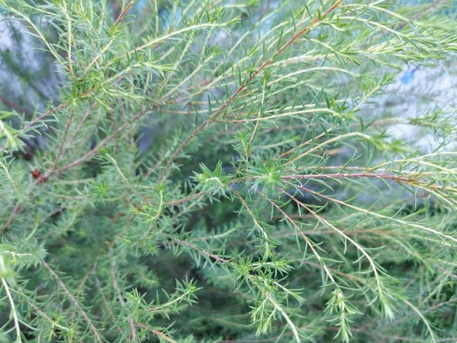 Melaleuca armillaris 18