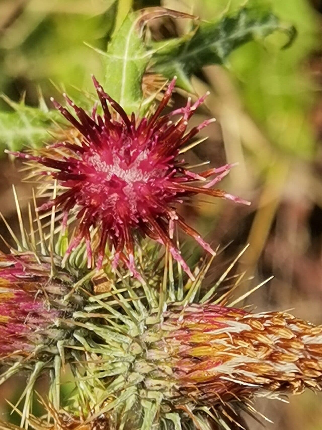 Ptilostemon strict 2