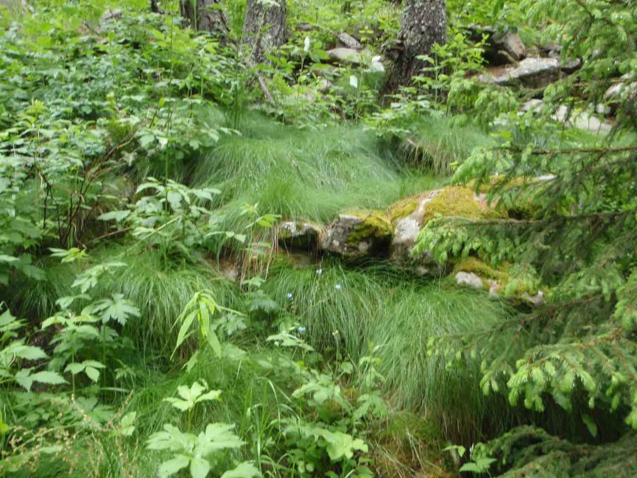 Festuca flavescens 9