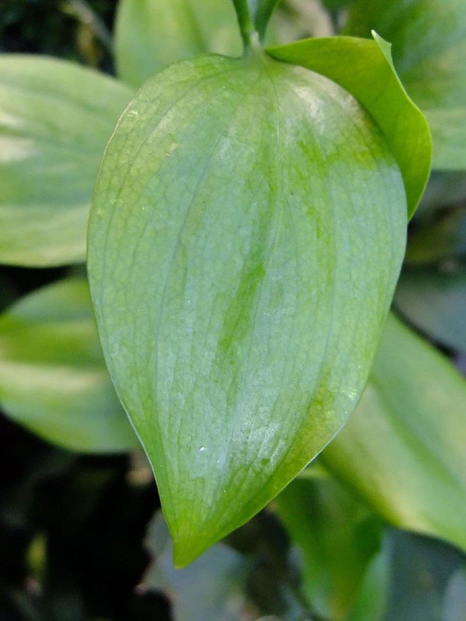 Ruscus hypoglossum 15
