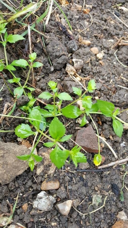 Mecardonia procumbens 16