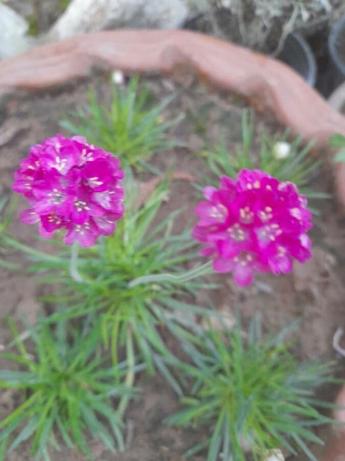 Armeria alpina 5