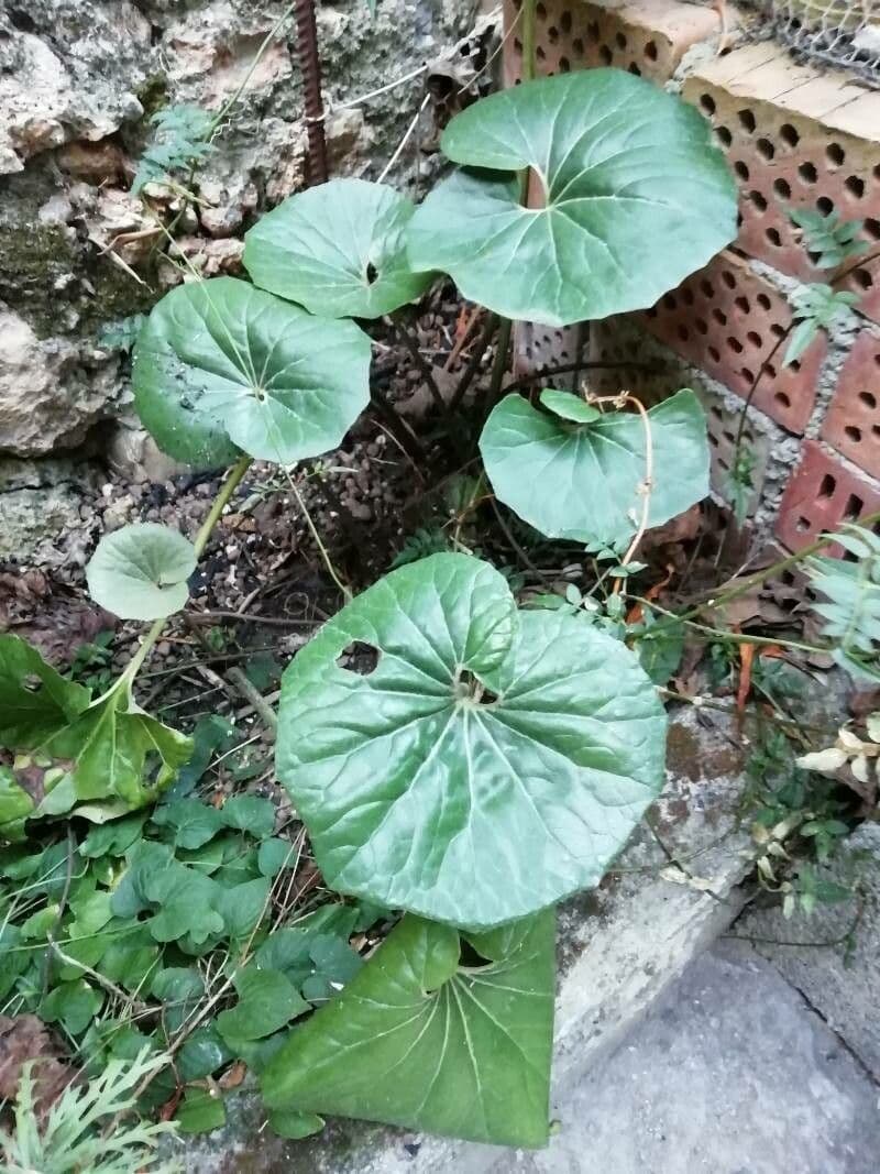 Léopardplant 11