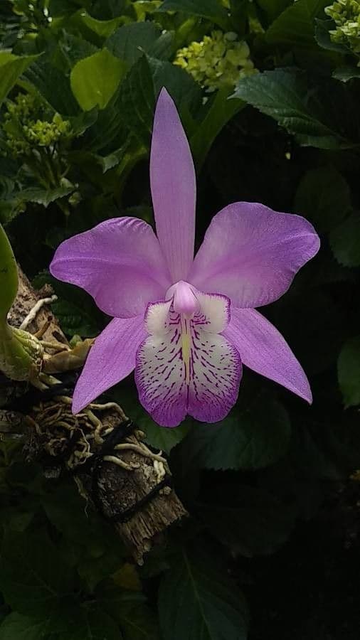Laelia magnifica 2