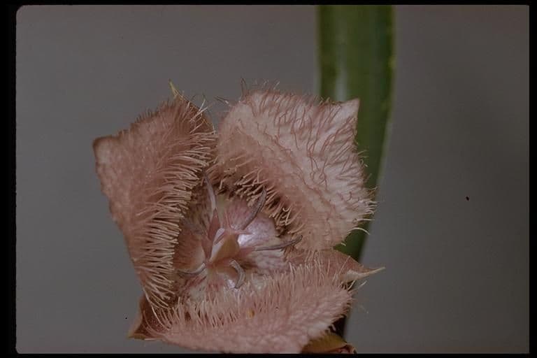 Calochortus 8