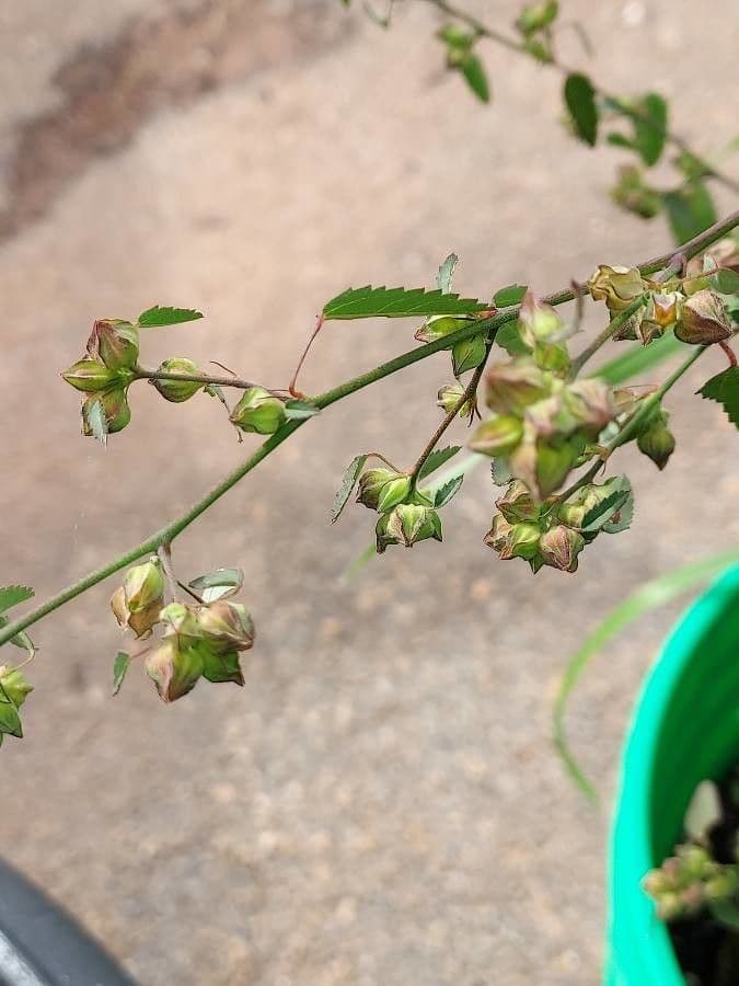 Sida spinosa 7