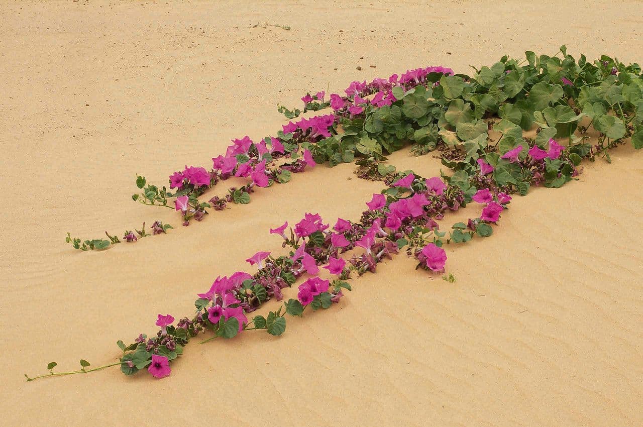 Ipomoea 11