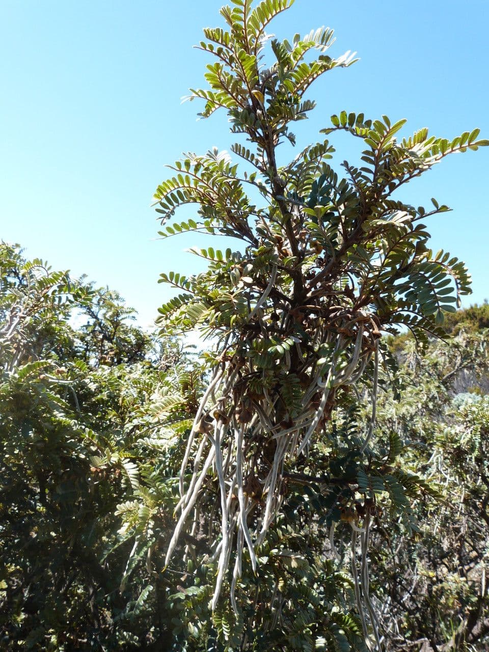 Sophora denudata 14