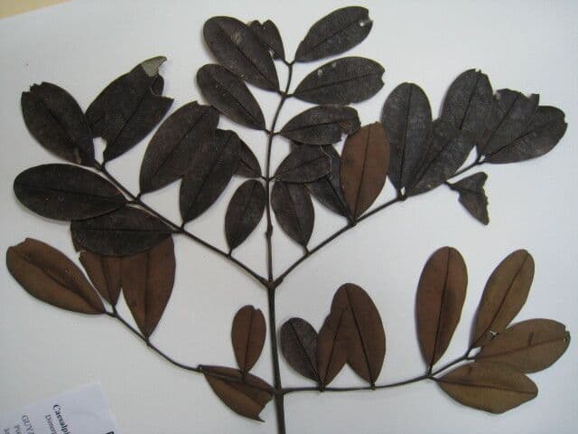 Dimorphandra