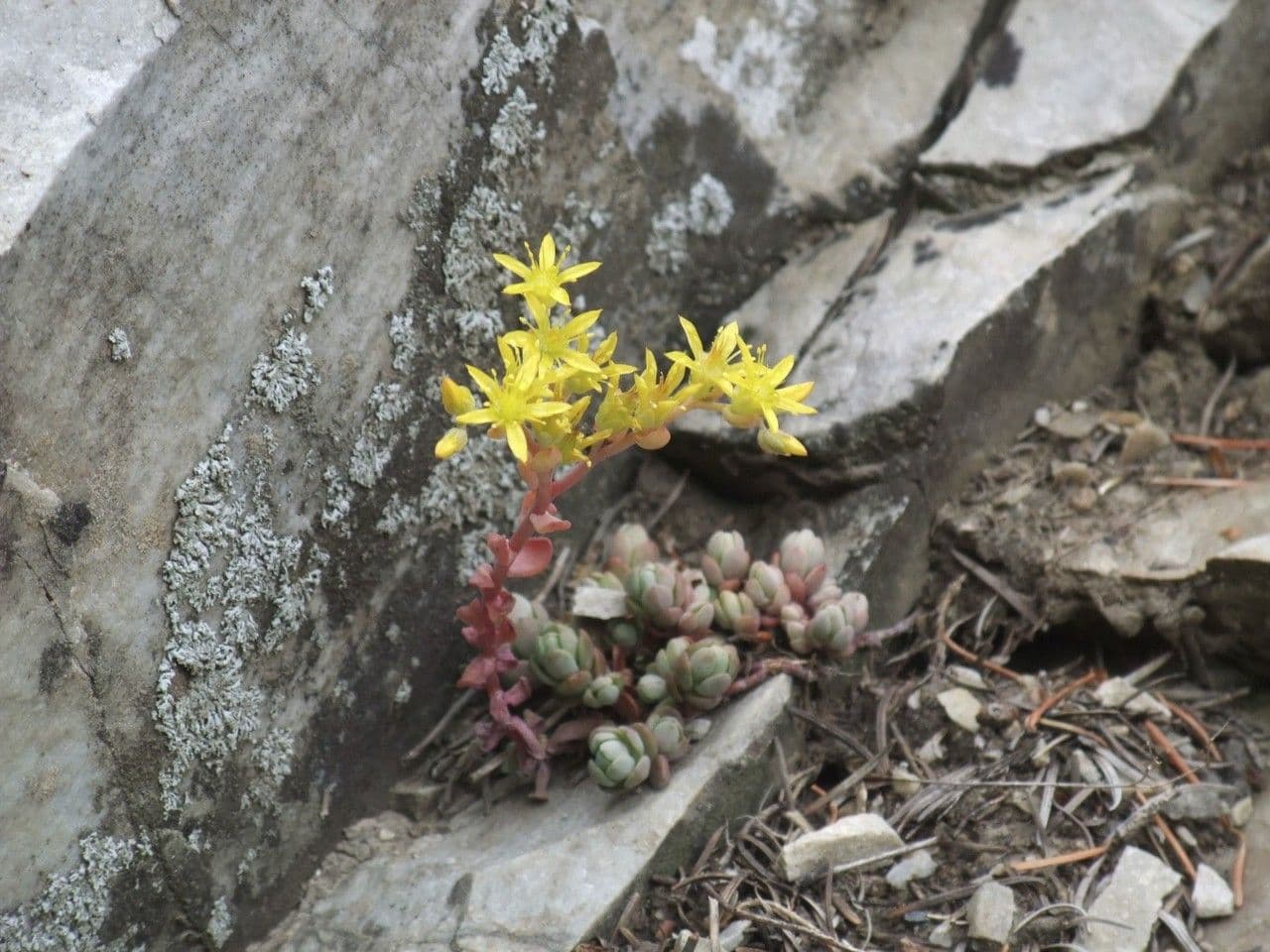 Sedum lanceolatum 8