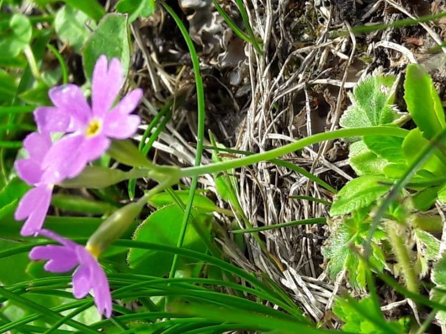 Primula farinosa 18