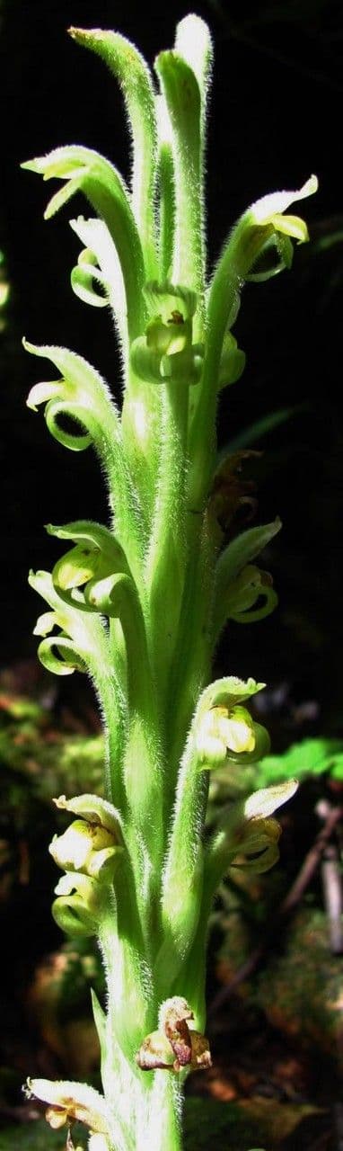 Sarcoglottis 3