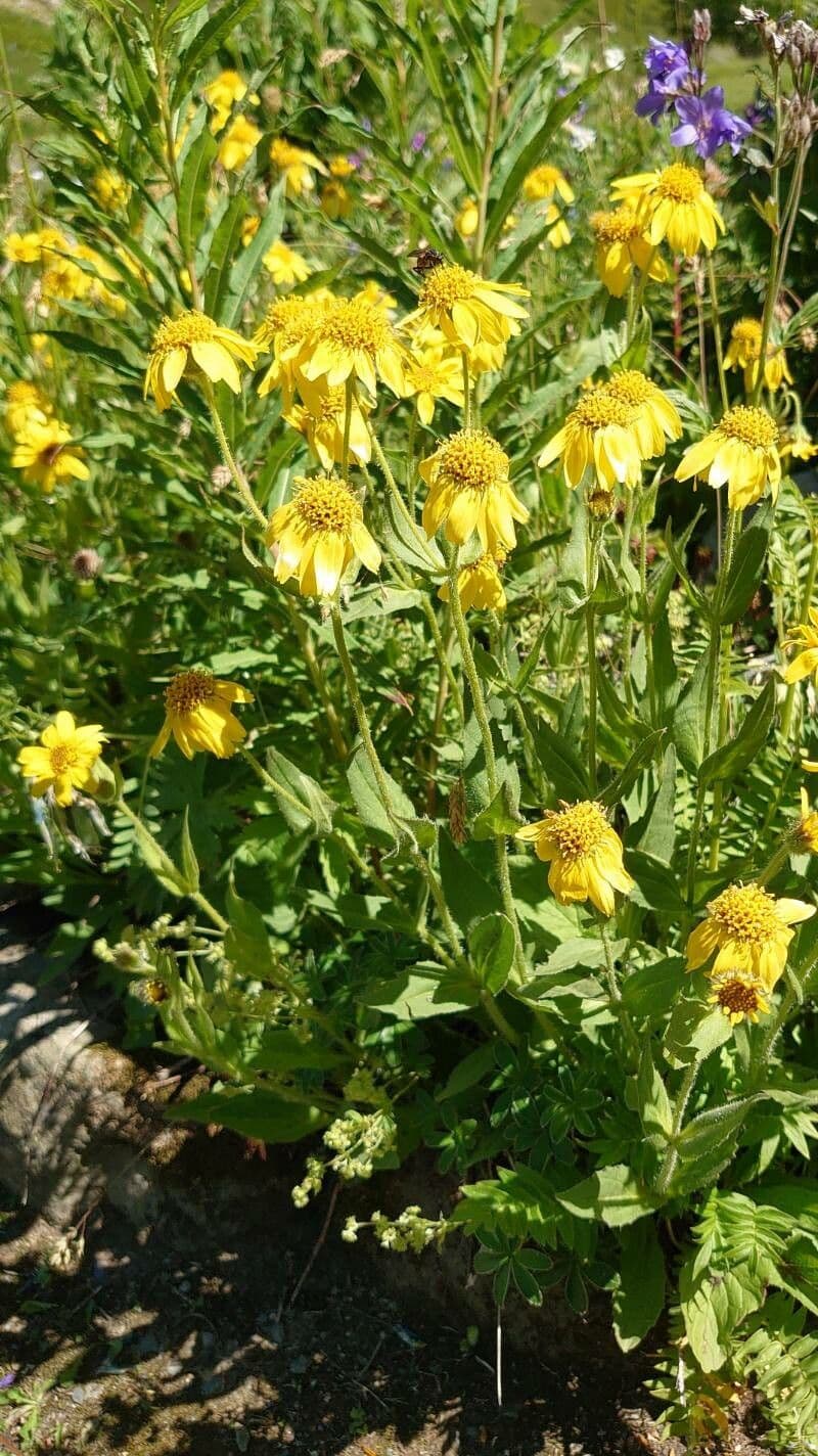Arnica 4