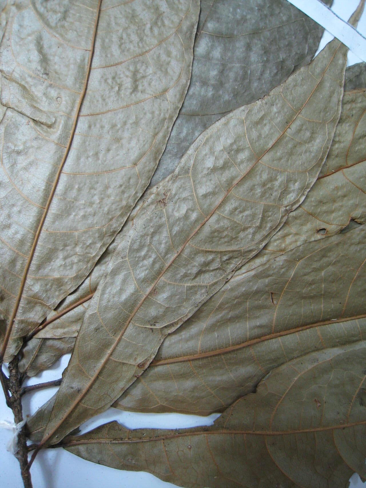 Carpotroche 5
