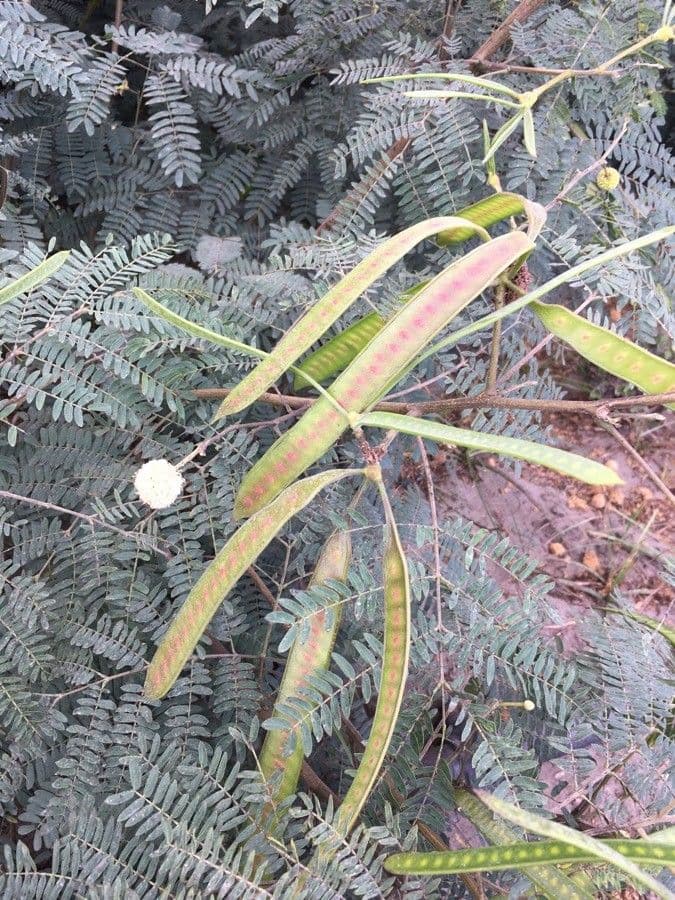 Leucaena 20