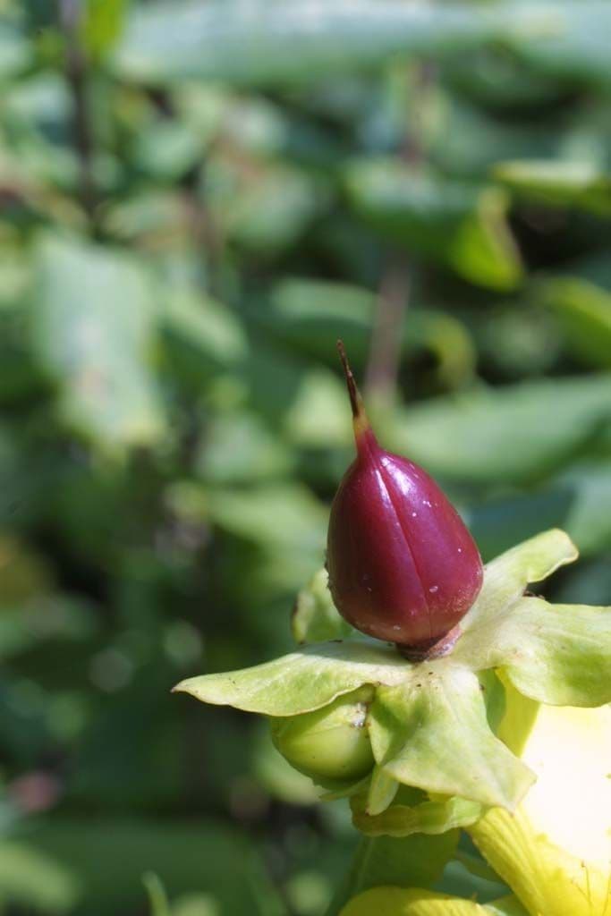 Millepertuis frondant 3