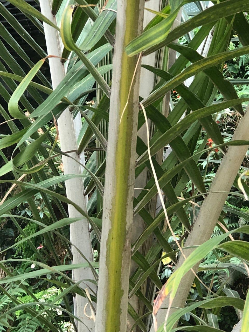 Palma Nikau 23