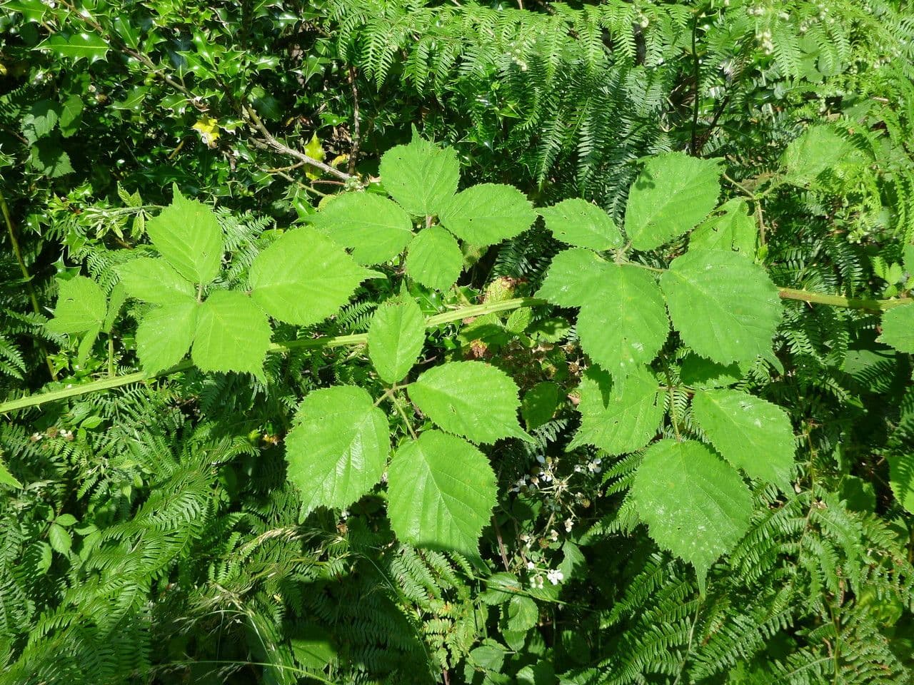Rovo 6