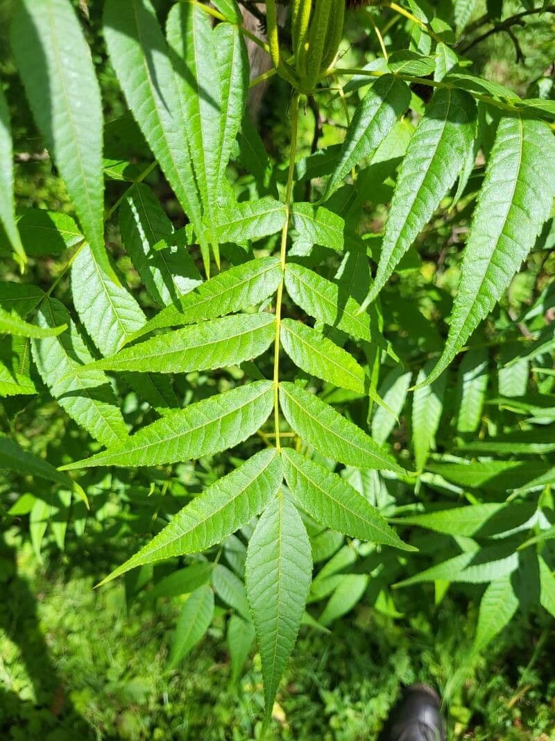 Platycarya strobilacea 15